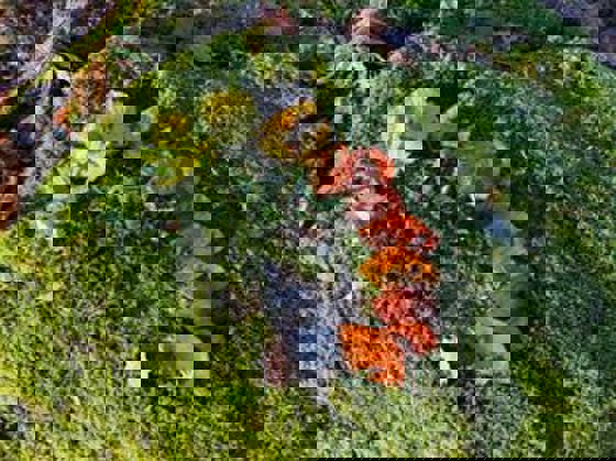 Bladkonstverk på mossa