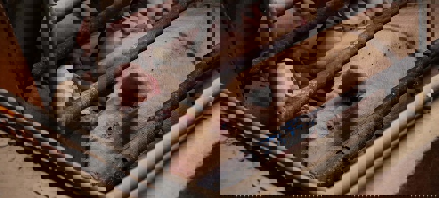 Bild på grisar som står trångt i burar.