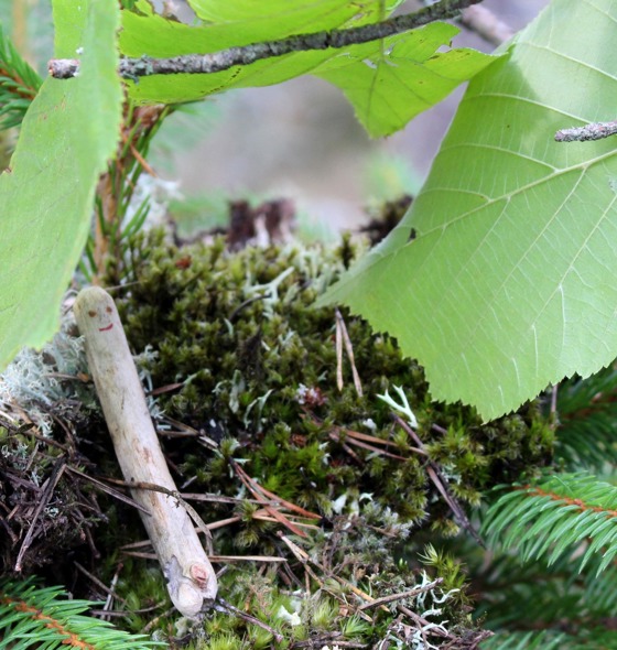 Lite pinne som vilar på mossa i skogen.